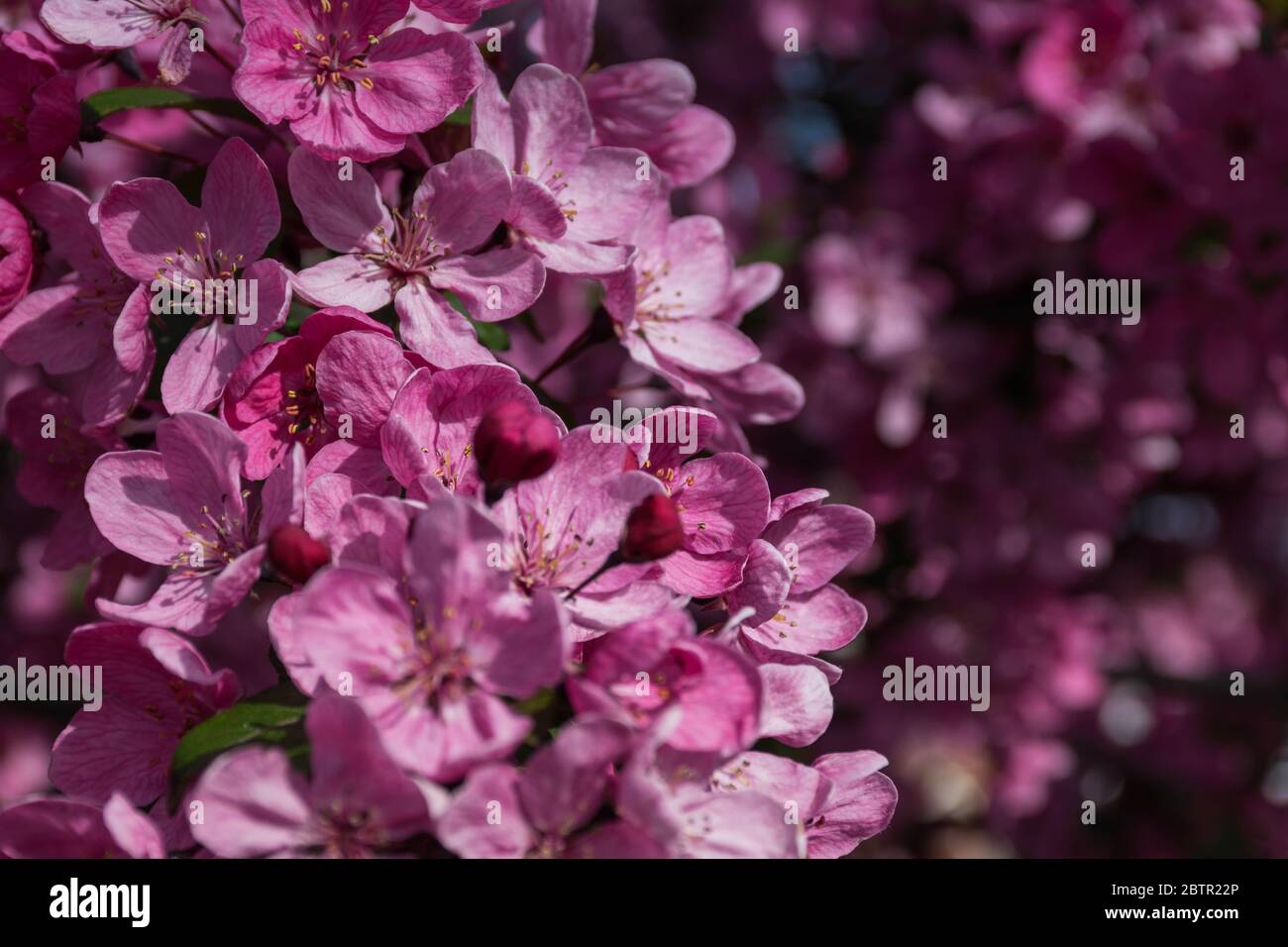 Molti fiori rosa scuro Sakura Foto Stock