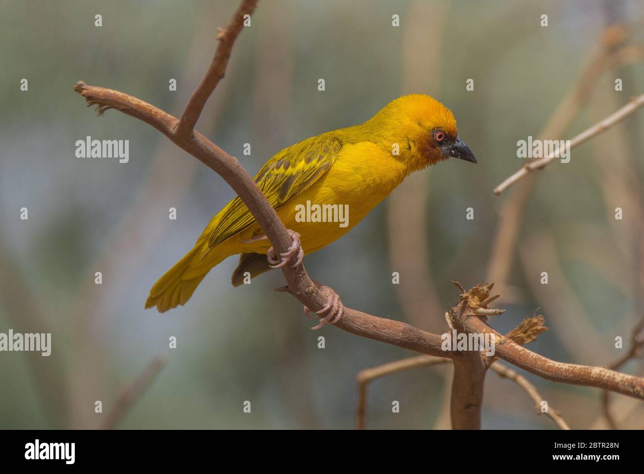 Uccello tessitore giallo dall'Arabia Saudita Foto Stock