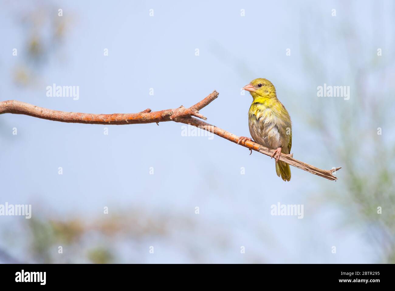 Uccello tessitore giallo dall'Arabia Saudita Foto Stock