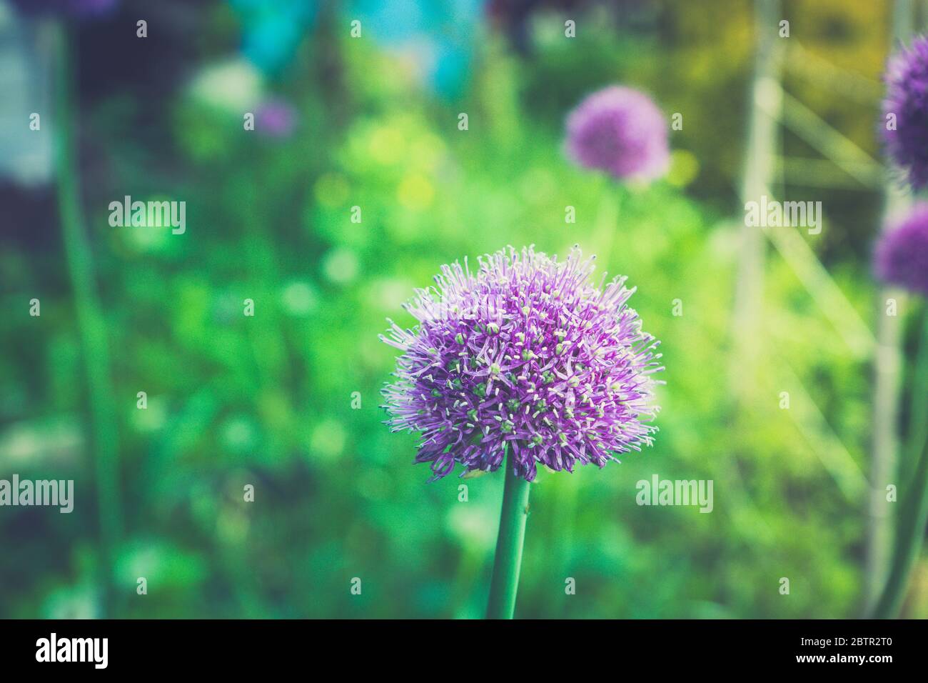 Allium Globemaster fiorire nel giardino. Profondità di campo poco profonda. Foto Stock