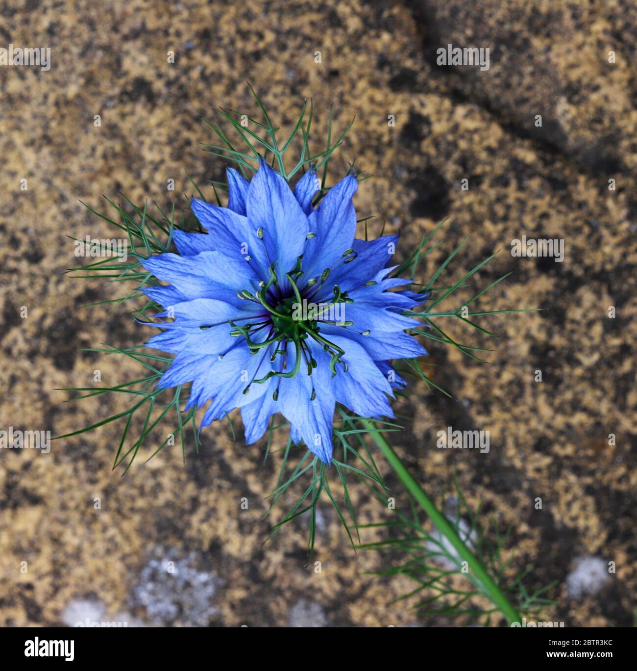 Una vista del fiore di Love-in-the-Mist, Nigella damascene, che cresce selvaggio in un giardino inglese a Hellesdon, Norfolk, Inghilterra, Regno Unito, Europa. Foto Stock