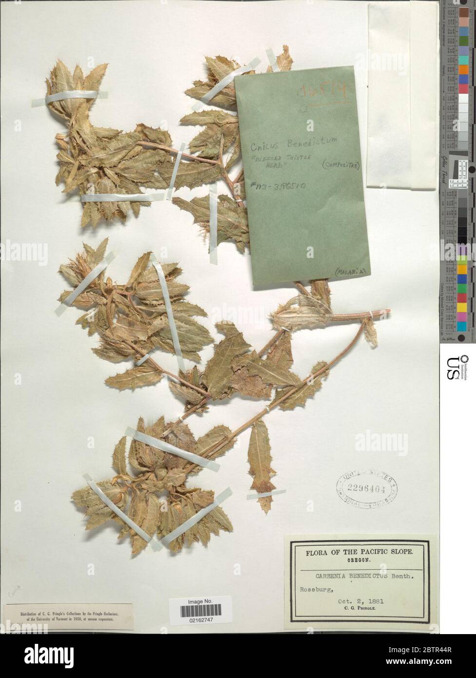 Cnico benedictus. Foto Stock