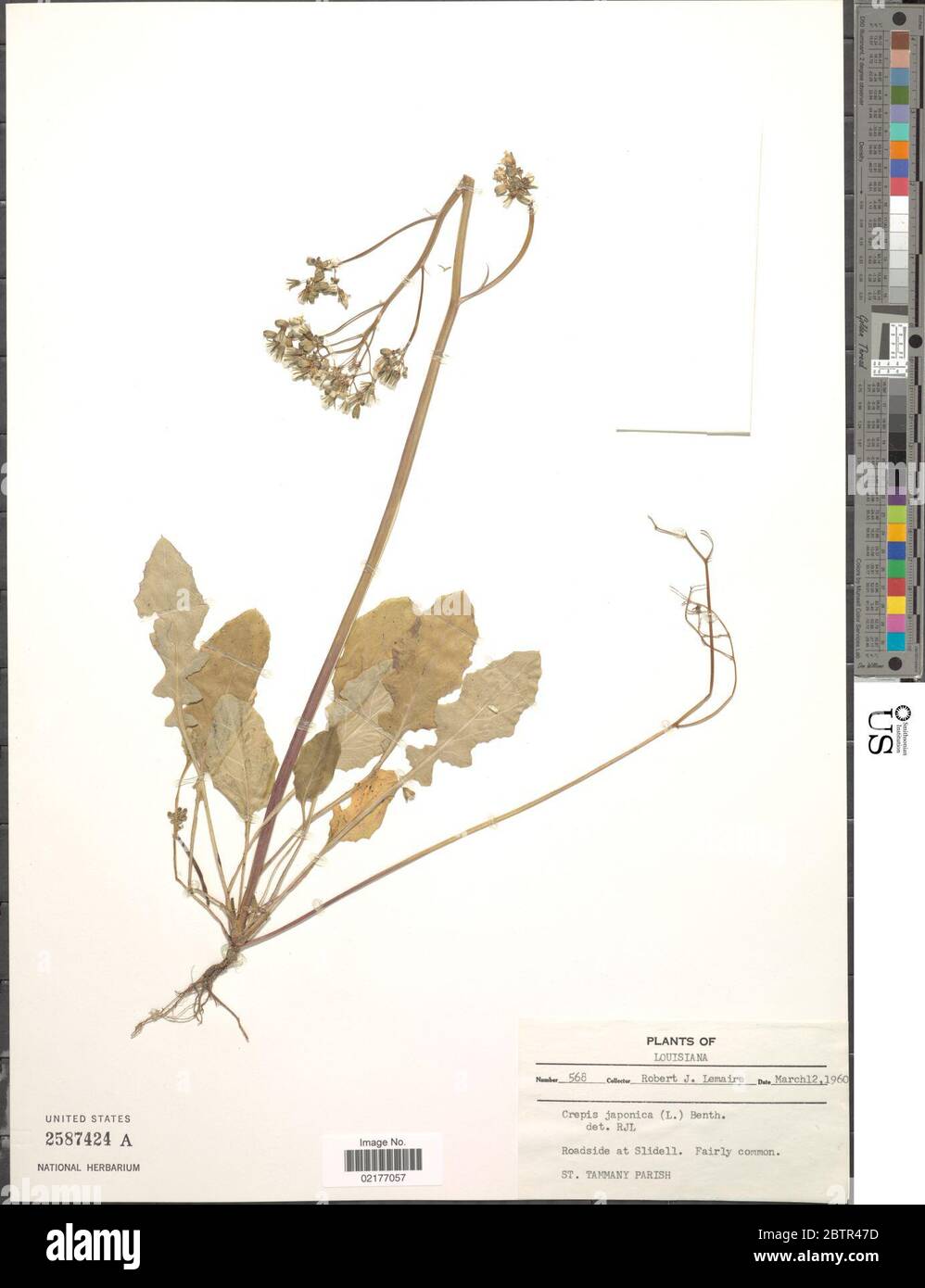 Crepis japonica L Benth. Foto Stock