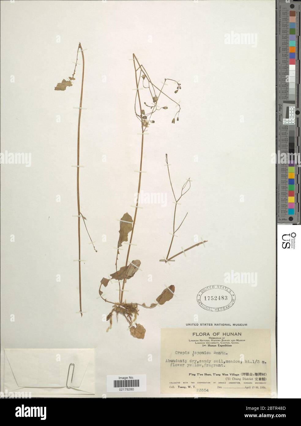 Crepis japonica L Benth. Foto Stock