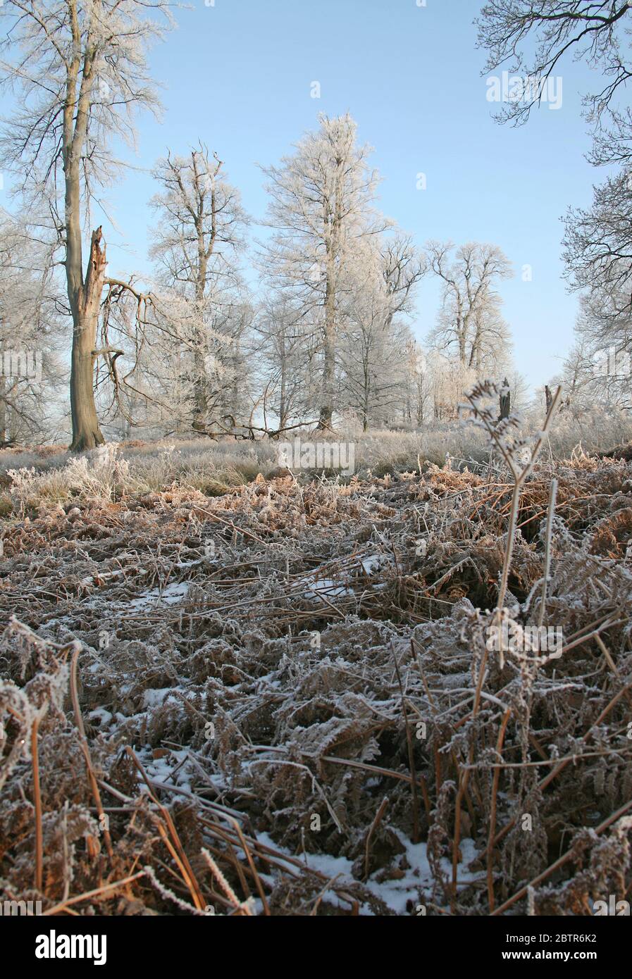 Contea di Sussex in inverno Foto Stock