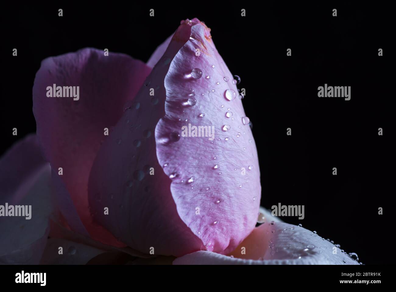 Rosa fiore macro o Closeup immagine Foto Stock