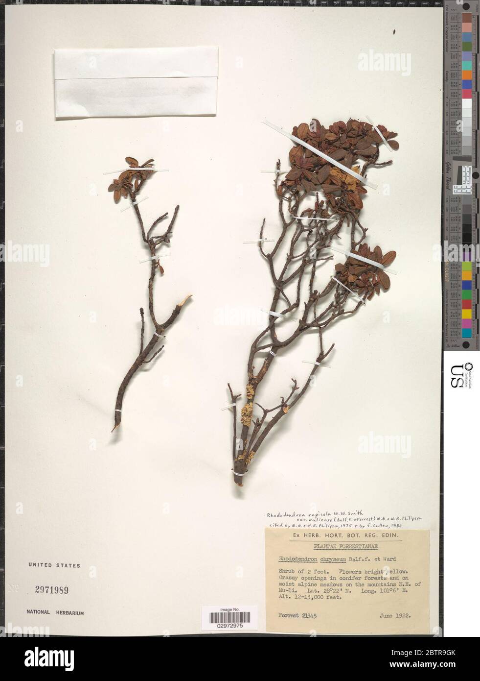 Rhodendron rupicola var muliense BALF f Forrest Philipson M N Philipson. Foto Stock