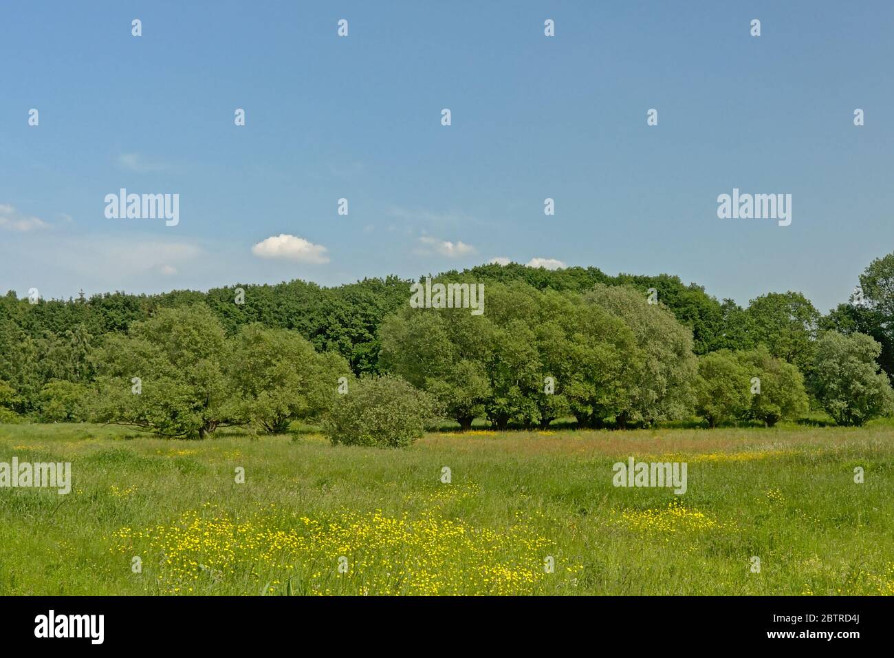 Paesaggio con prato con fiori selvatici gialli e foresta nelle Fiandre nella campagna fiamminga Foto Stock