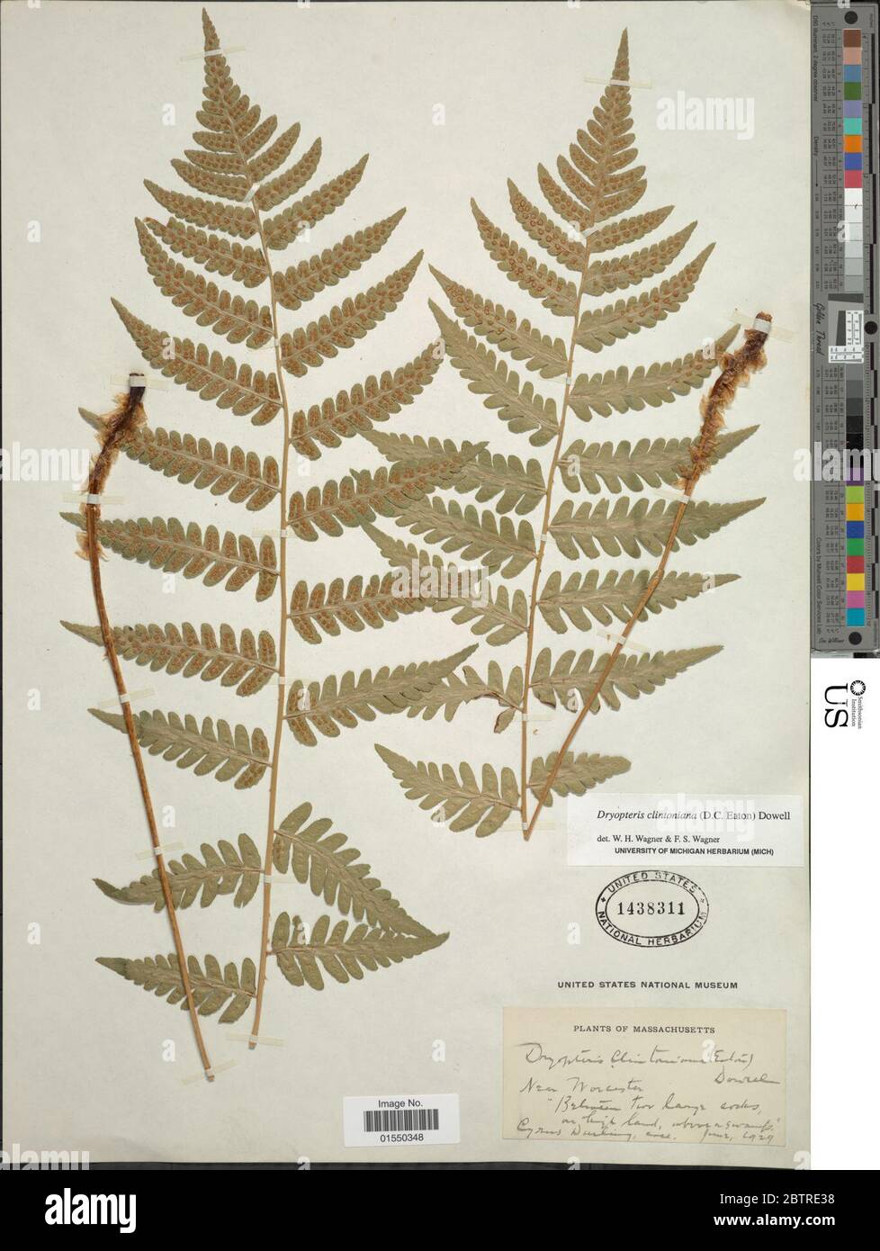 Dryopteris clintoniana DC Eaton Dowell. Foto Stock