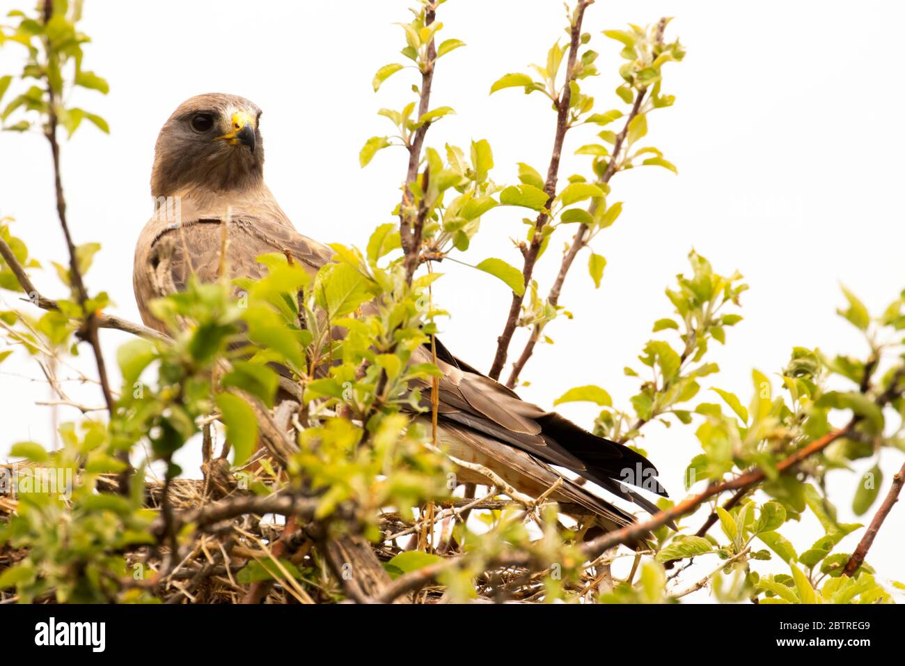 Swainson's Hawk (Buteo swaisoni) su nido vicino ai laghi di Cow, nella contea di Malheur, Oregon Foto Stock