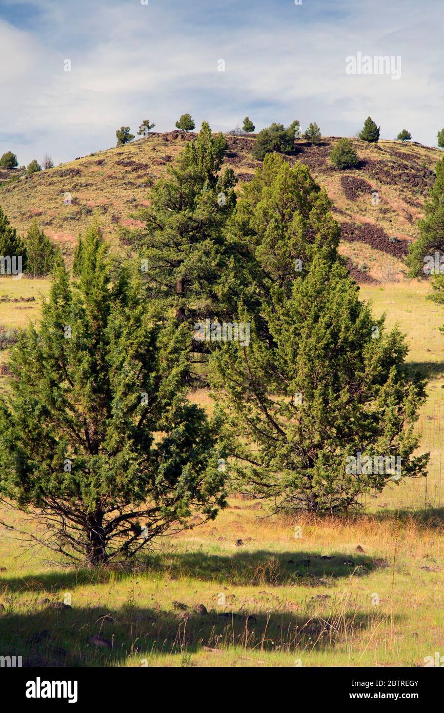 Pista per ginepro occidentale (Juniperus occidentalis), zona ricreativa di Chukar Park, vale District Bureau of Land Management, Oregon Foto Stock