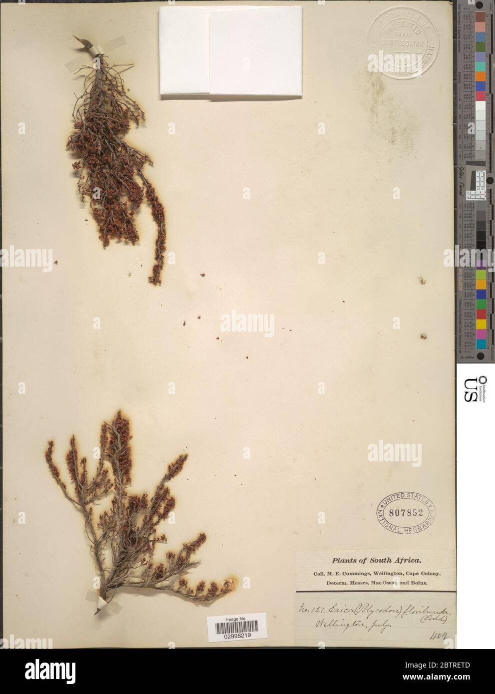 Erica floribunda Lodd. Foto Stock