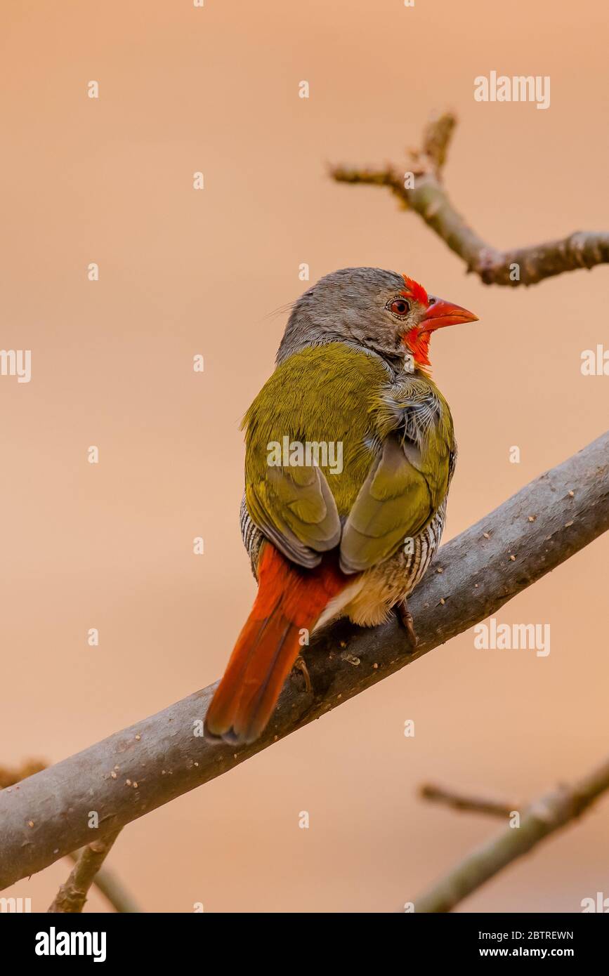 Pytilia alata verde da Amboseli, Kenya Foto Stock