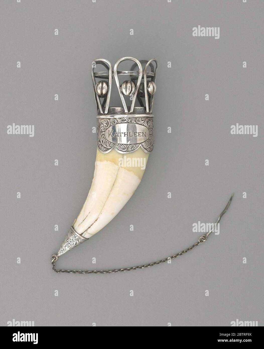 Portamazzette Kathleen dente. Dente dell'orso e perno portamazzette in argento. Il vaso è composto da un grande dente canino di un orso con supporti in argento. Foto Stock
