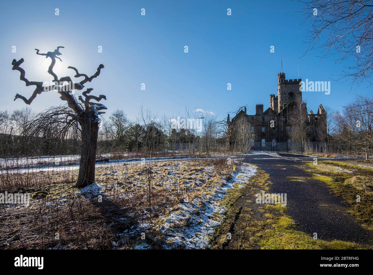 Albero morto sgarlito nel terreno dell'Hartwood Hospital vicino Shotts, Scozia. Foto Stock
