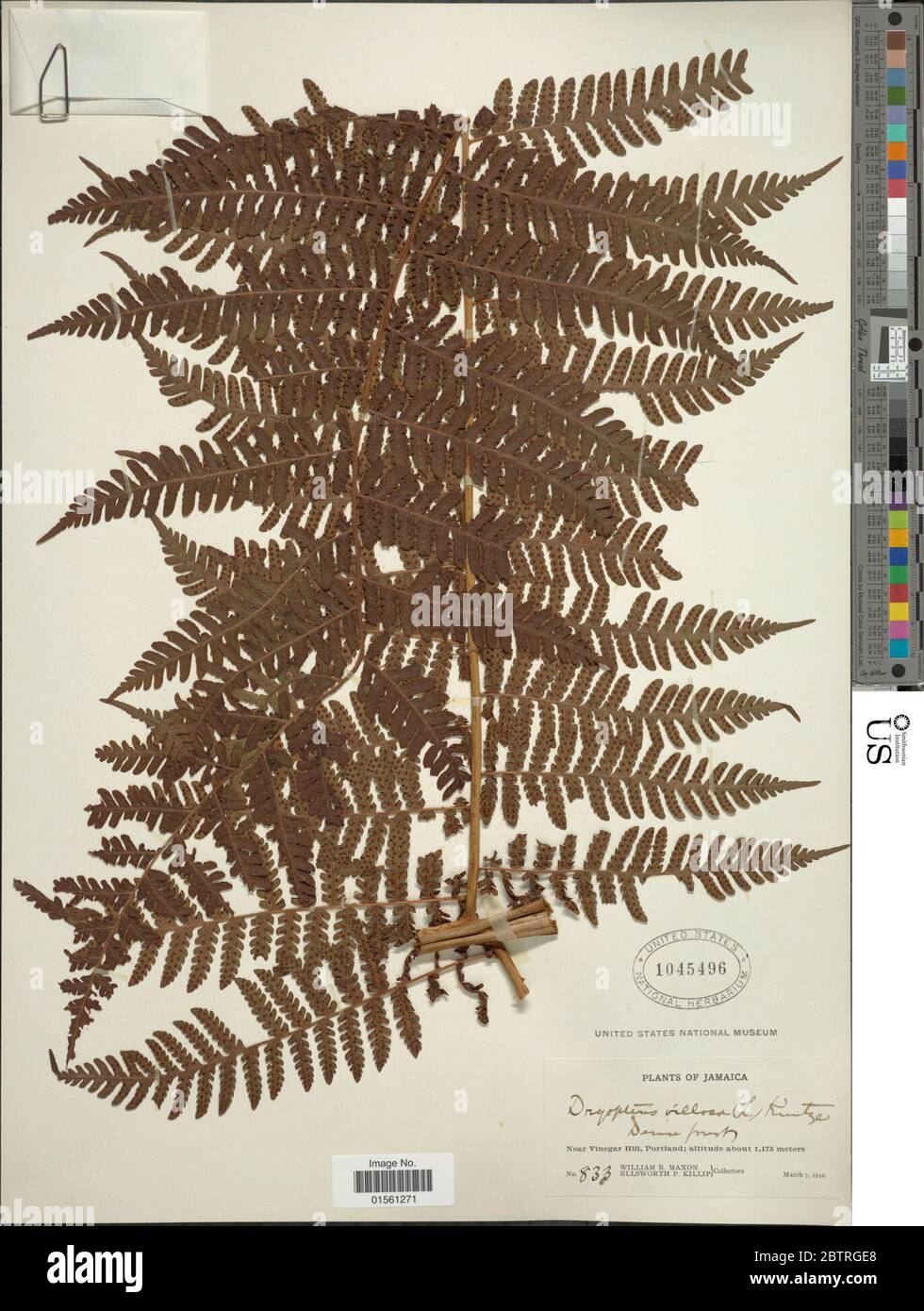 Megalastrum villosum. Foto Stock