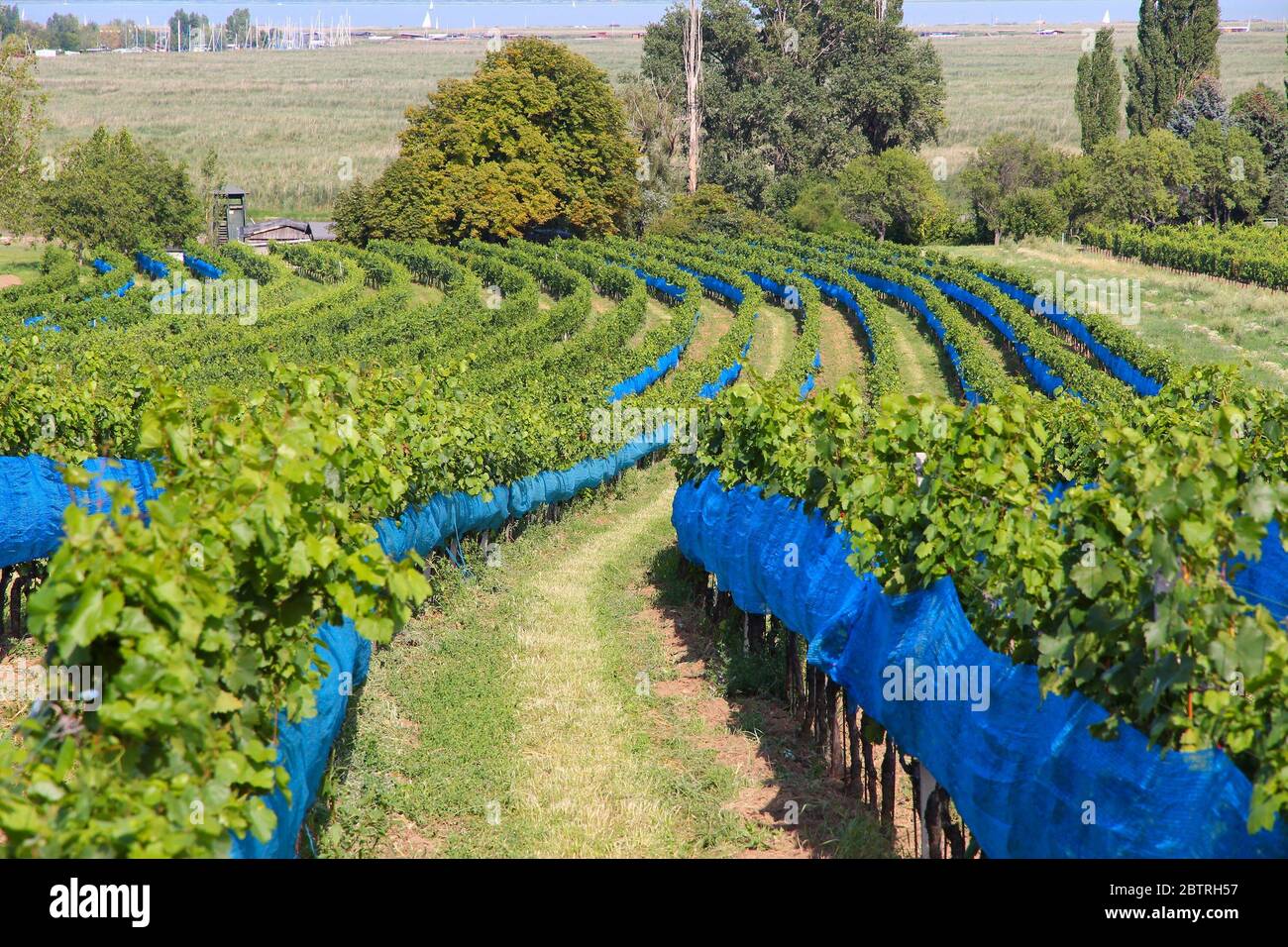 Burgenland, Austria - regione vinicola vicino al lago Neusiedl nel Parco Nazionale Neusiedler See-Seewinkel. Sito patrimonio dell'umanità dell'UNESCO. Foto Stock