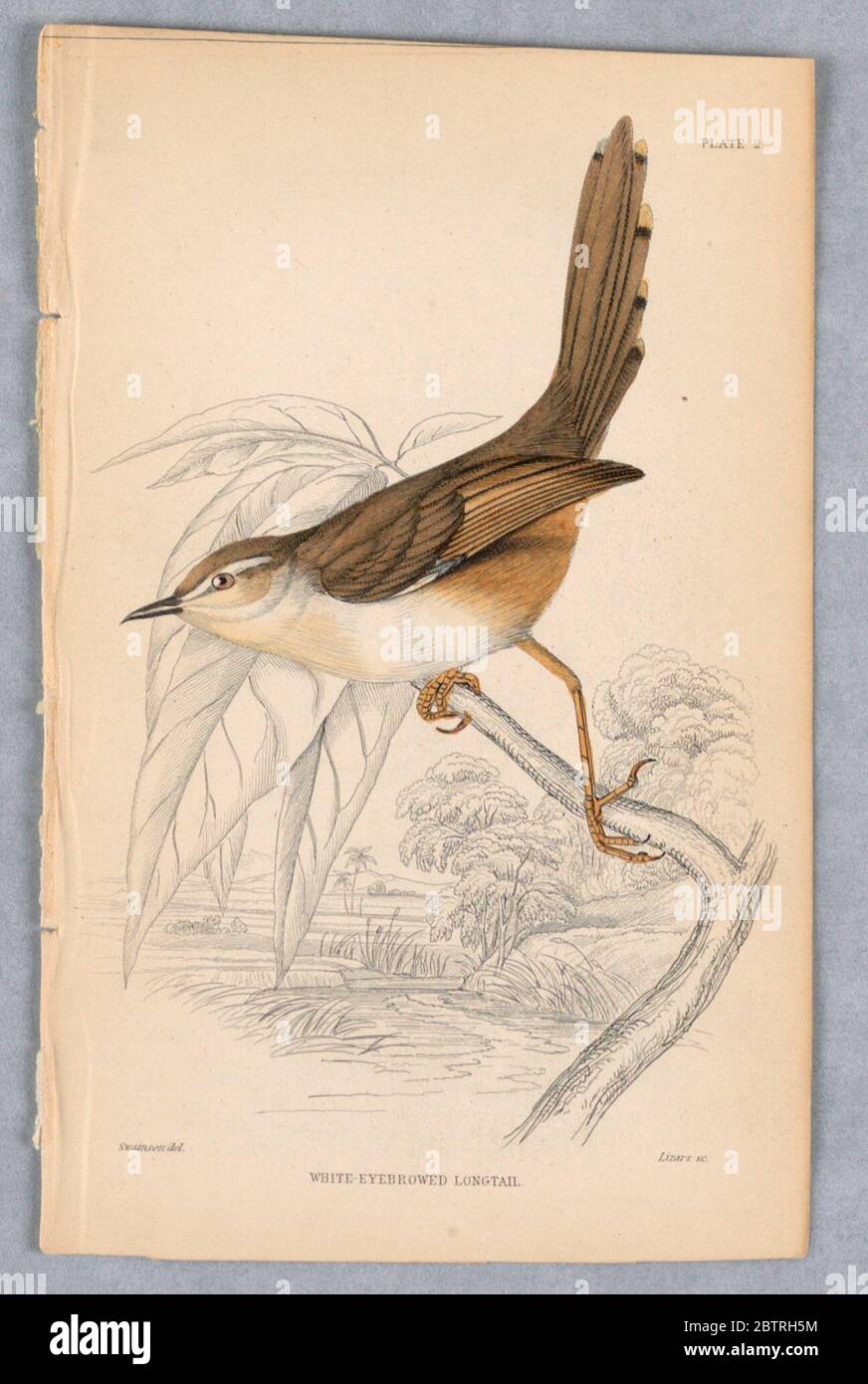 WhiteEyebrowed Longtail Plate 2 dagli uccelli dell'Africa occidentale. Ricerca in ProgressBrid con una schiena marrone, coda e ali, e una luce inferiore, arroccato su un ramo di albero su un flusso con canne. Titolo e nomi degli artisti qui sotto. Foto Stock