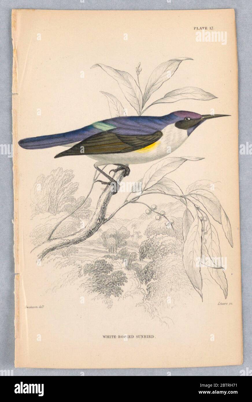 WhiteBoded Sunbird Plate 17 da Birds of Western Africa. Ricerca in Progadia uccello grigio con speckled bianco sotto su un ramo di albero sopra un prato tropicale. Titolo e nomi degli artisti qui sotto. Foto Stock