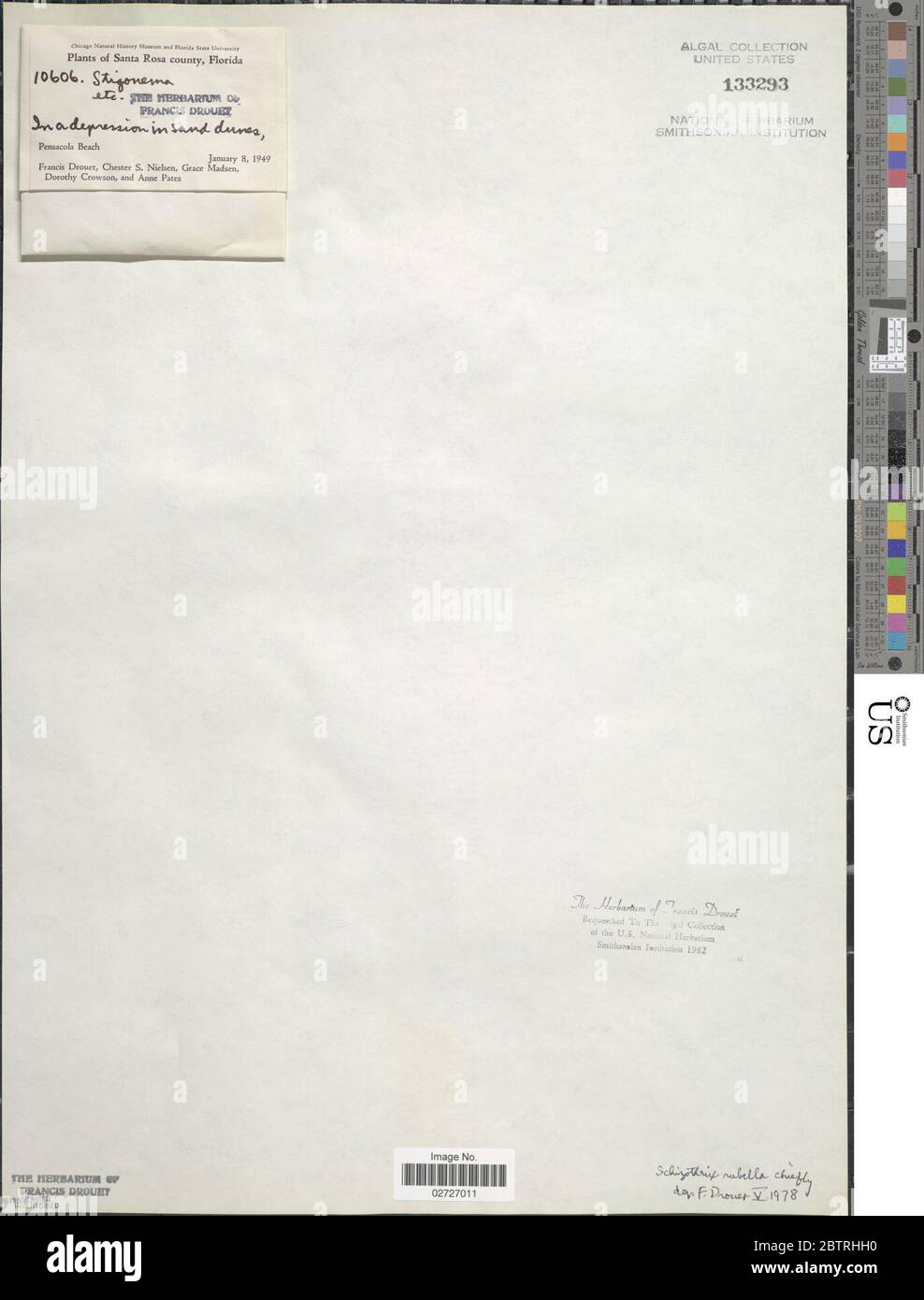 Rosella Schizothrix. Foto Stock