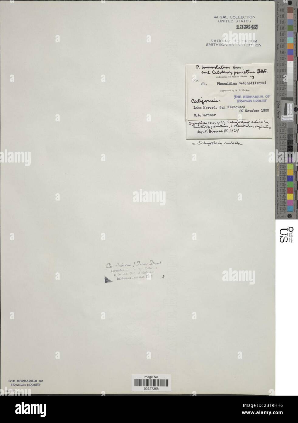 Rosella Schizothrix. Foto Stock