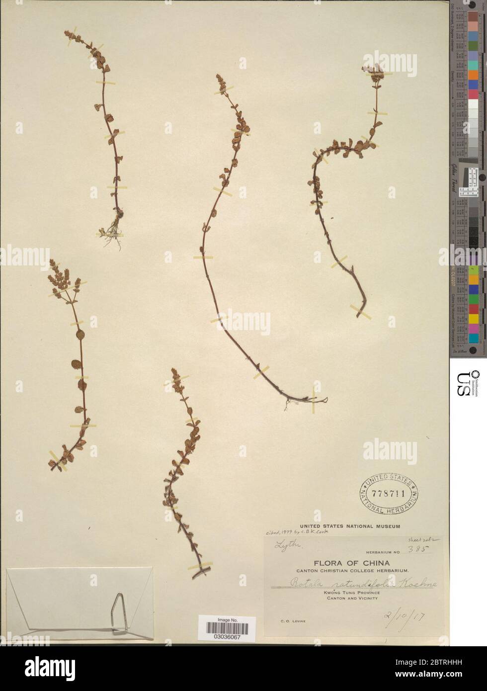 Rotala rotundifolia BuchHam Roxb Koehne. Foto Stock