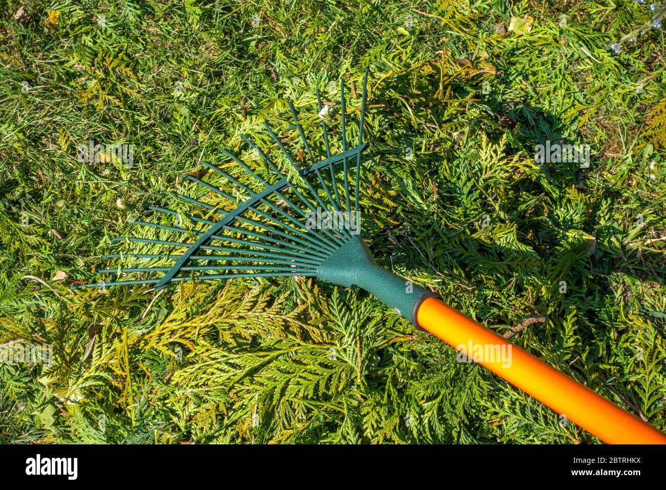 Colpo di closeup di un rastrello di prato che è usato per raccogliere insieme un mucchio di rifili appena tagliati siepe, giacente sull'erba in un giardino soleggiato / cortile. Foto Stock