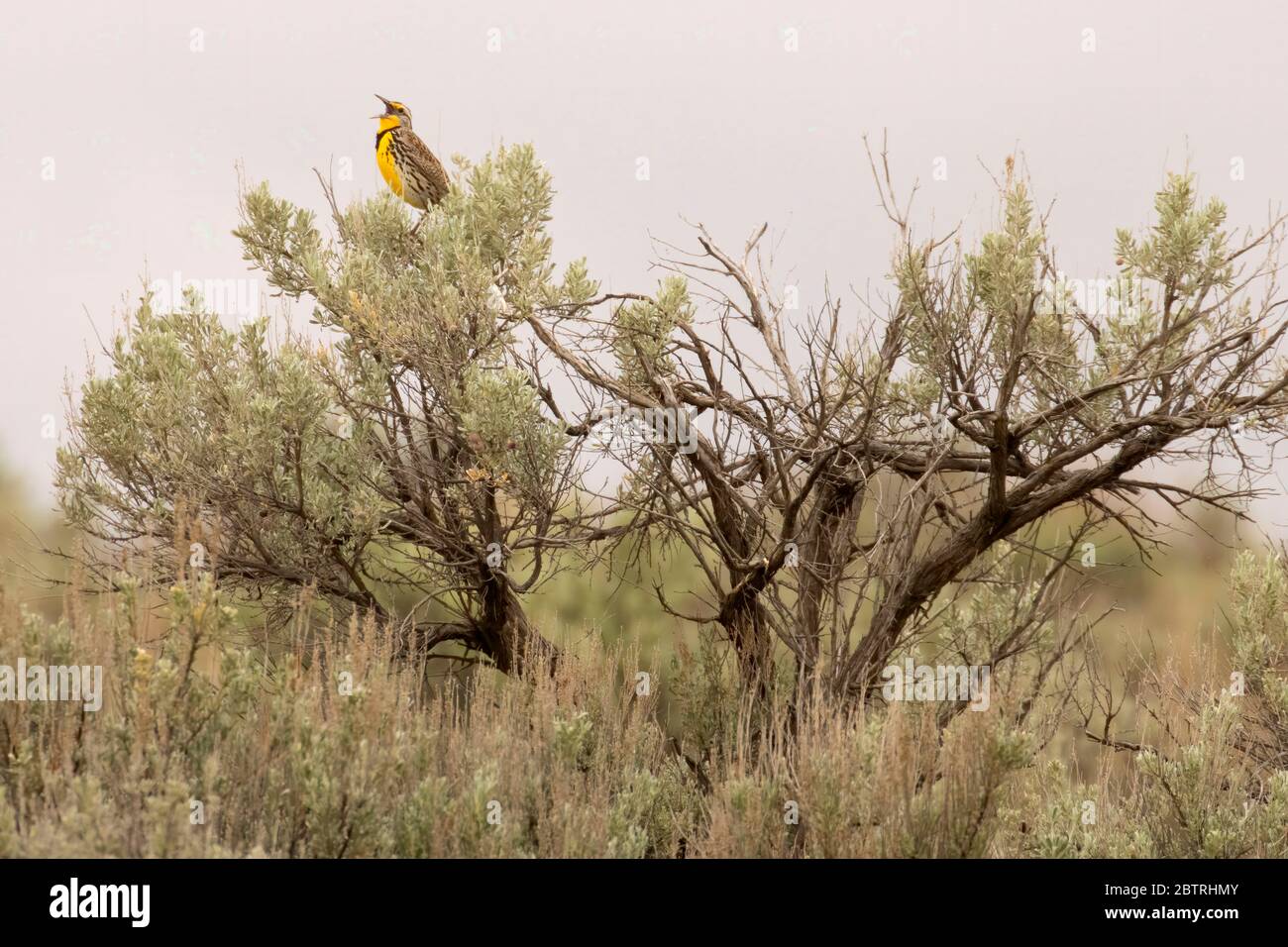 Western meadowlark (Sturnella negligecta), vale District Bureau of Land Management, Oregon Foto Stock