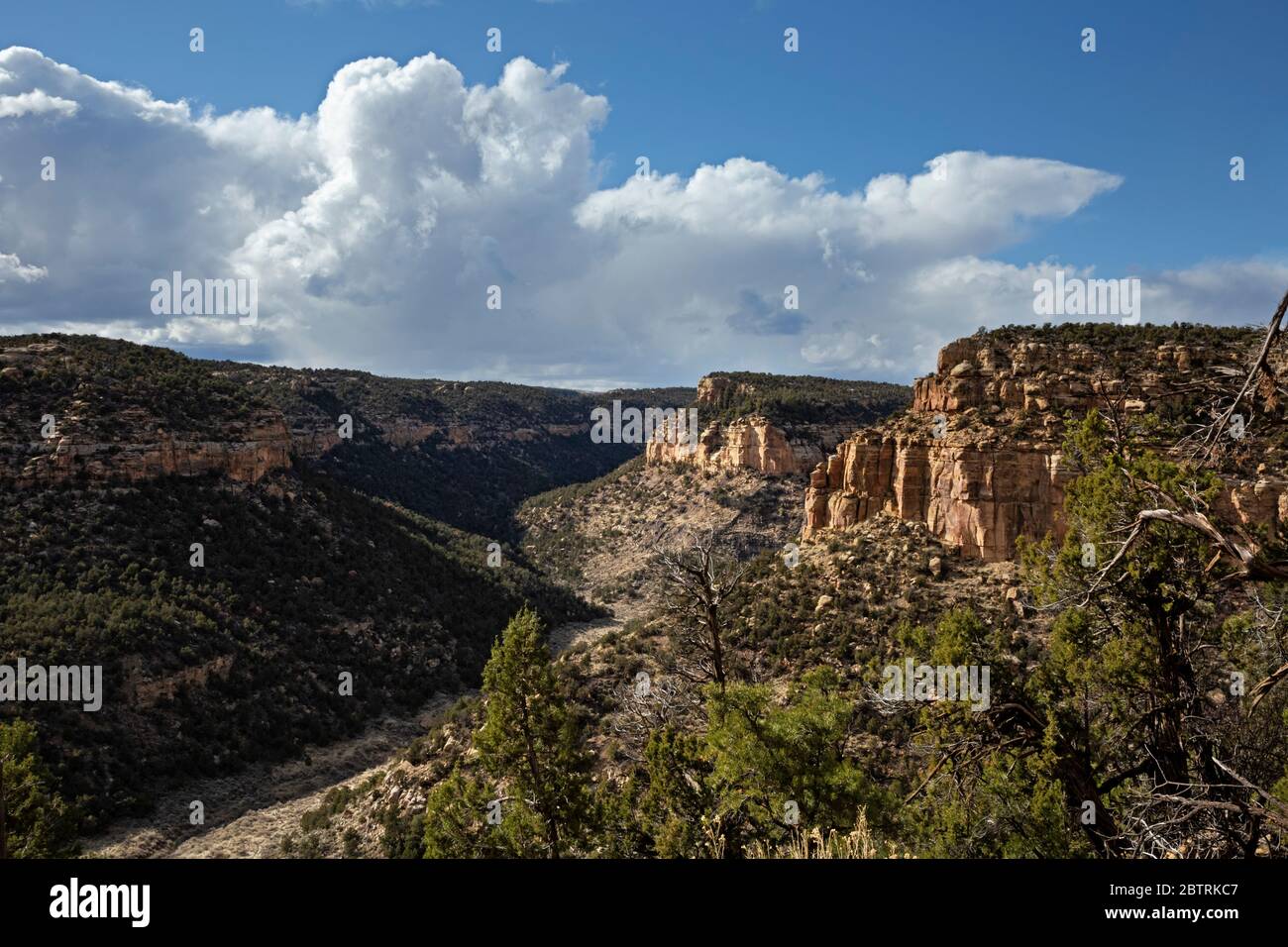 CO00267...COLORADO - Vista del Canyon dello Spruce dal percorso del punto di Petroglyph nel Parco Nazionale di Mesa Verde. Foto Stock