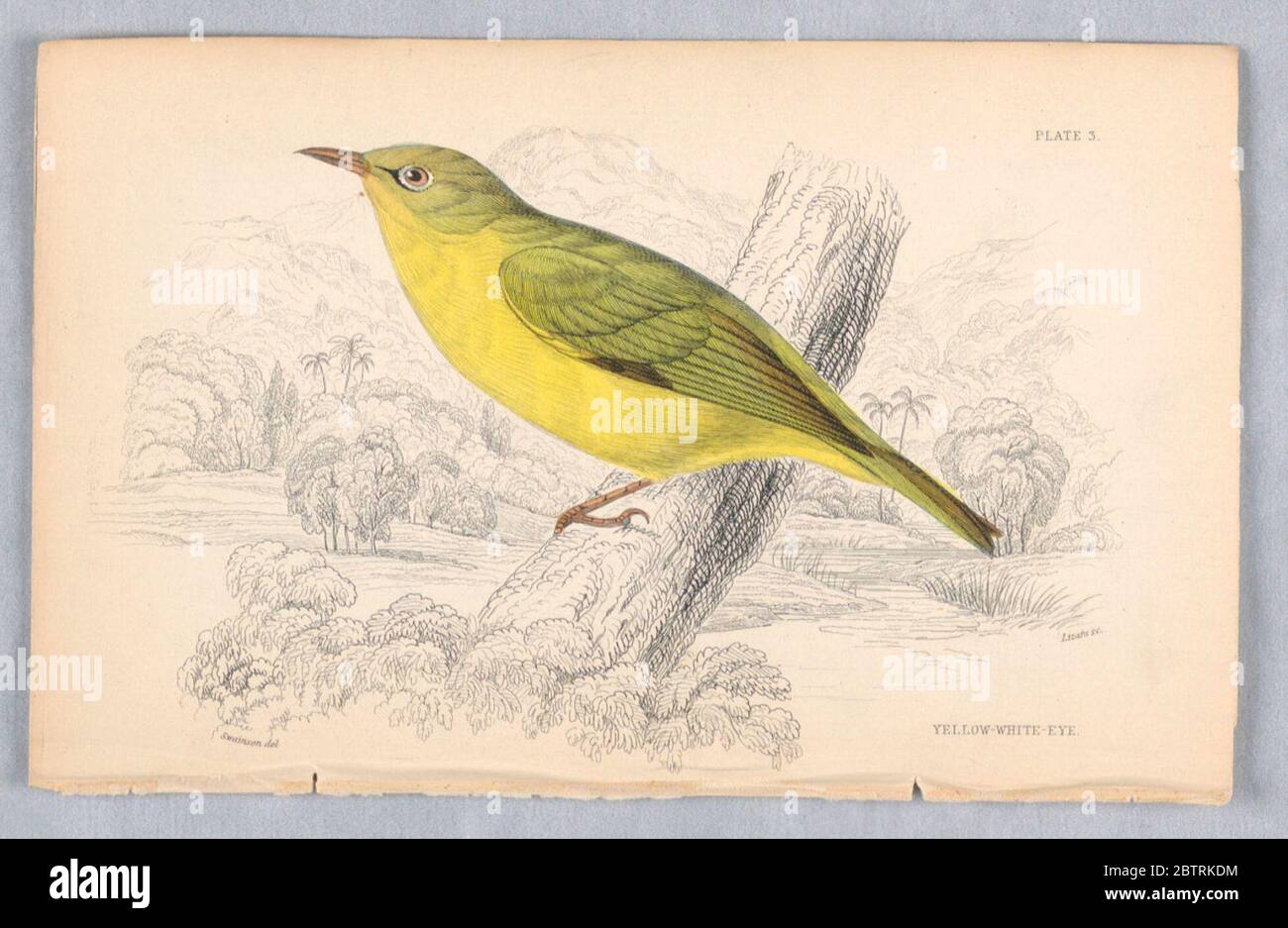 Yellow WhiteEye Plate 3 di Birds of Western Africa. Ricerca in ProgressBird con dorso verde, ali e coda e un lato inferiore giallo appollaiato su un tronco di albero. Un fiume, prati e montagne, oltre. Titolo e nomi degli artisti qui sotto. Foto Stock