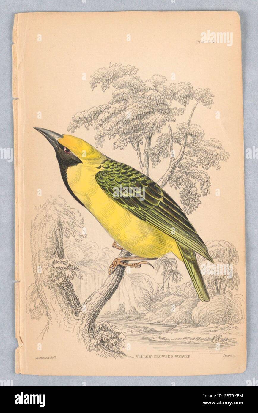 YellowCrowned Weaver Plate 32 da Birds of Western Africa. Ricerca in ProgressBird a tre punte a gamba lunga, prevalentemente marrone con bande bianche e nere. Vicino a un lago. Titolo e nomi degli artisti qui sotto. Foto Stock YellowCrowned Weaver Plate 32 da Birds of Western Africa. Ricerca in ProgressBird a tre punte a gamba lunga, prevalentemente marrone con bande bianche e nere. Vicino a un lago. Titolo e nomi degli artisti qui sotto. Foto Stock