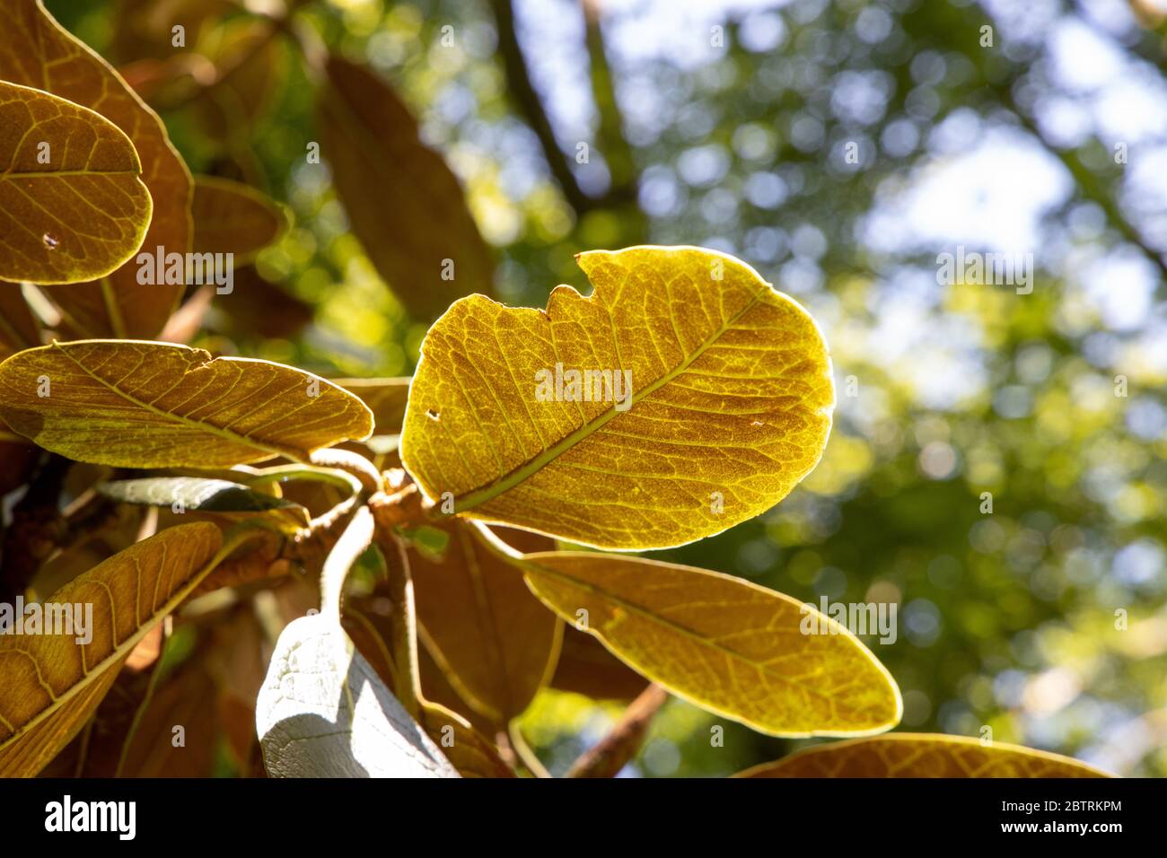 Indian Almond, catappa terminale, a Lukesland Gardens, Ivybridge, Devon Foto Stock