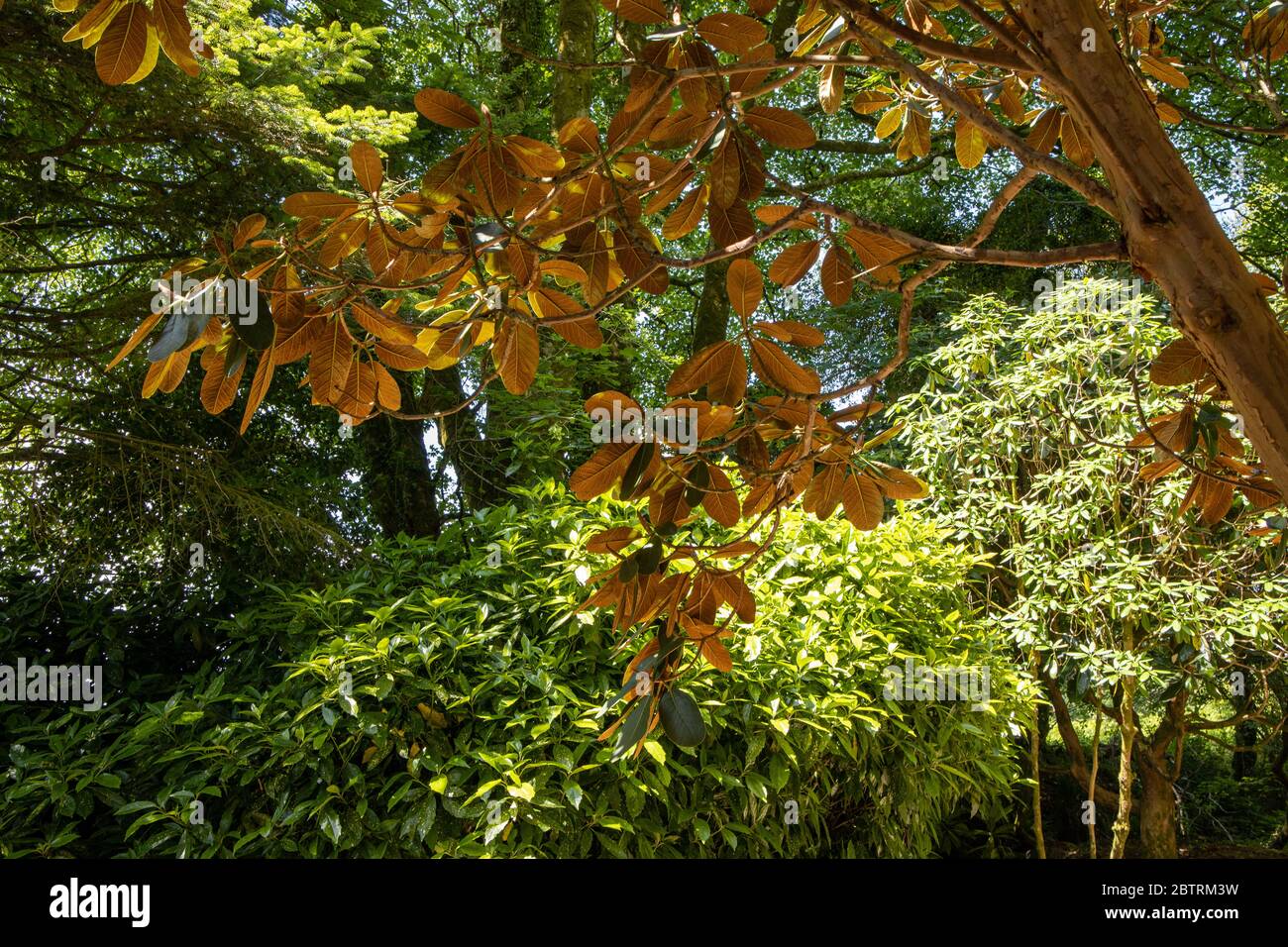 Indian Almond, catappa terminale, a Lukesland Gardens, Ivybridge, Devon Foto Stock