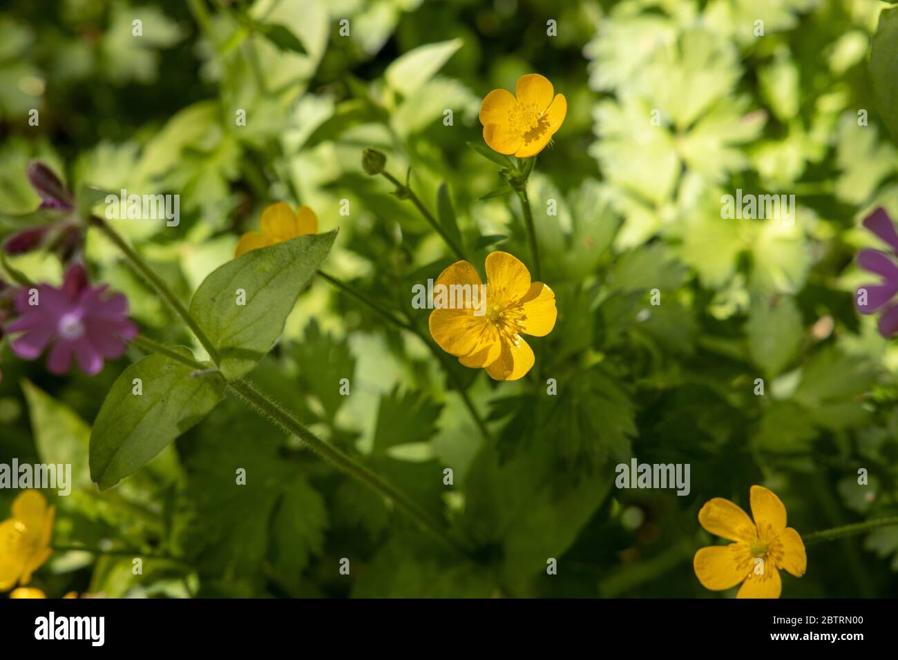 Coppa di farfalle striscianti, ranunculus pentito, a Lukesland Gardens, Ivybridge, Devon Foto Stock