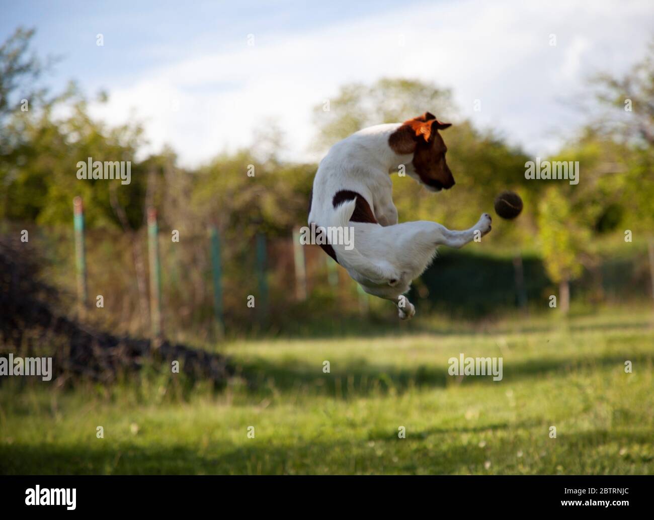 Murphy-Jack Russell a 2 anni con la sua palla di gioco preferita Foto Stock