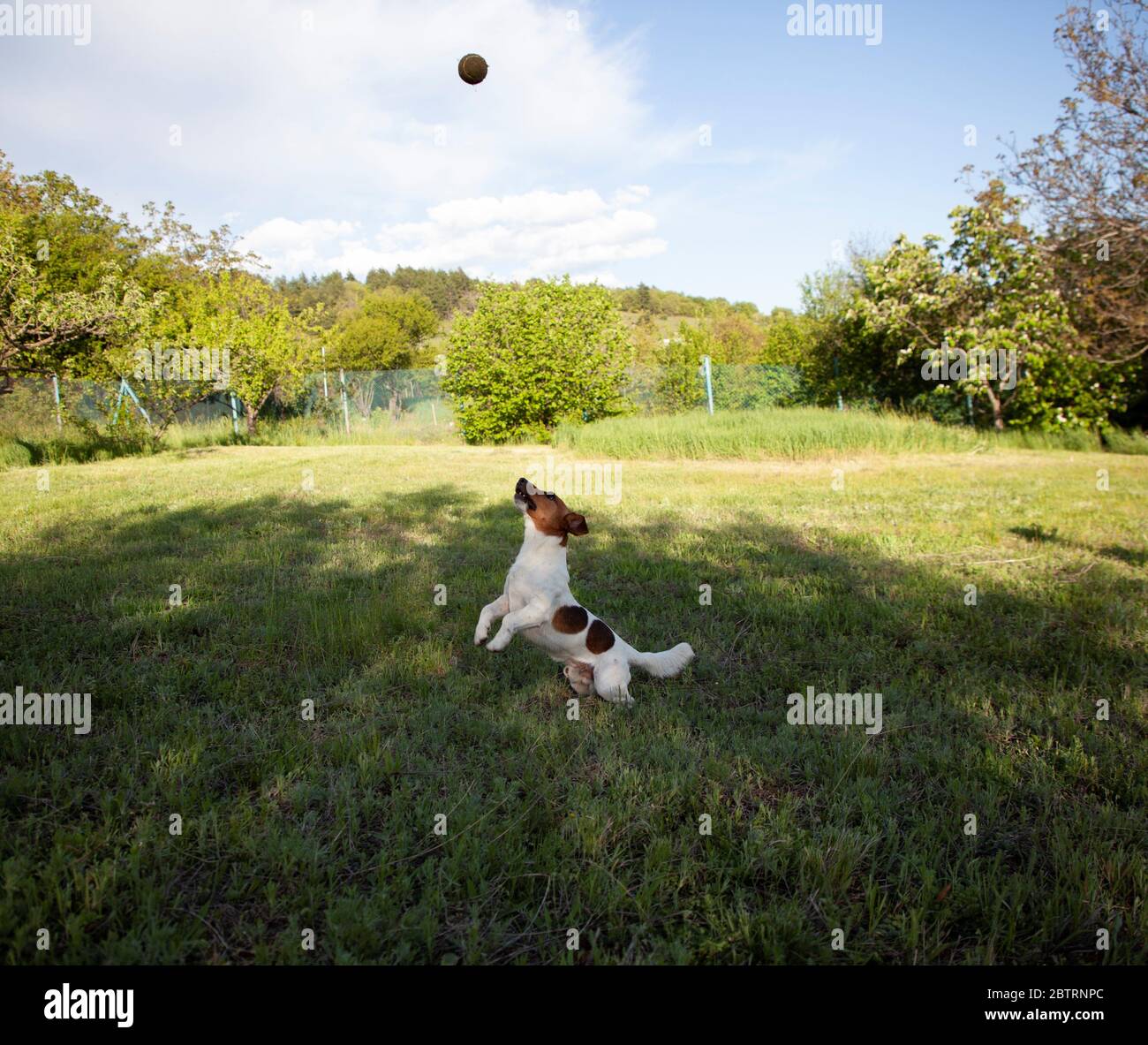 jack russel Foto Stock