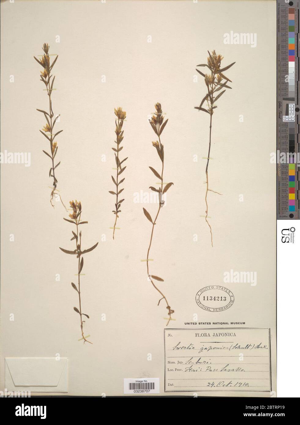 Swertia japonica Makino. Foto Stock