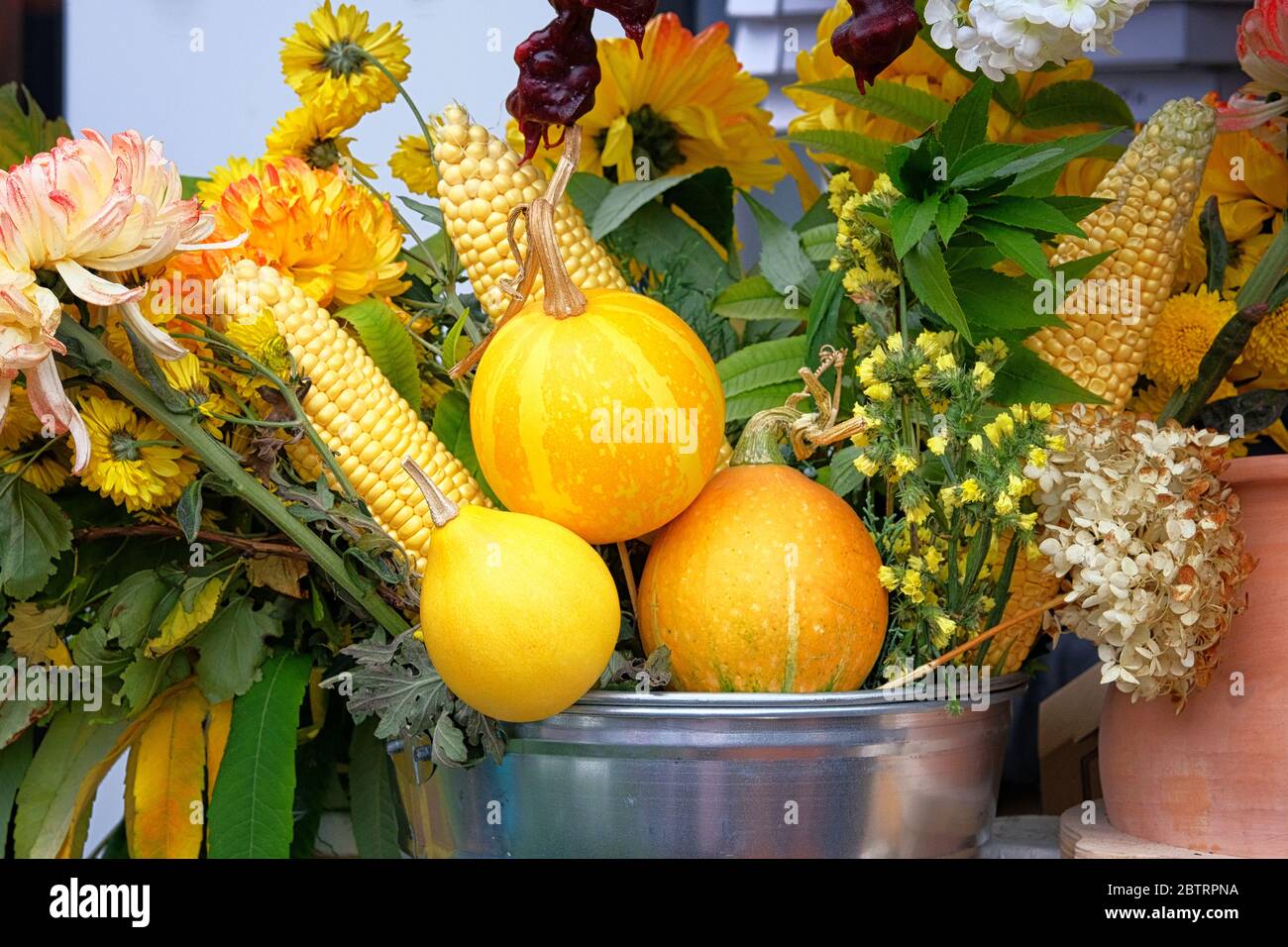 Interni accoglienti in casa autunnale con cassa di zucche d'epoca. Vendemmia autunnale in azienda. Foto Stock