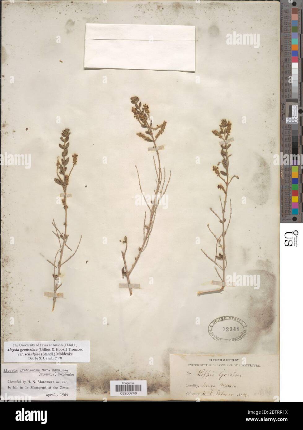 Aloysia gratissima var schulziae Moldenke ex Correll MC Johnst. Foto Stock