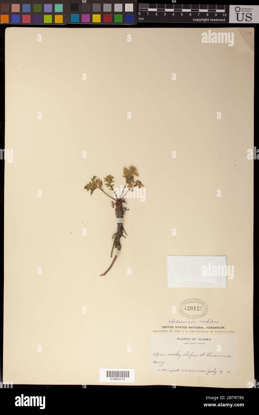 Artemisia arctica meno. Foto Stock