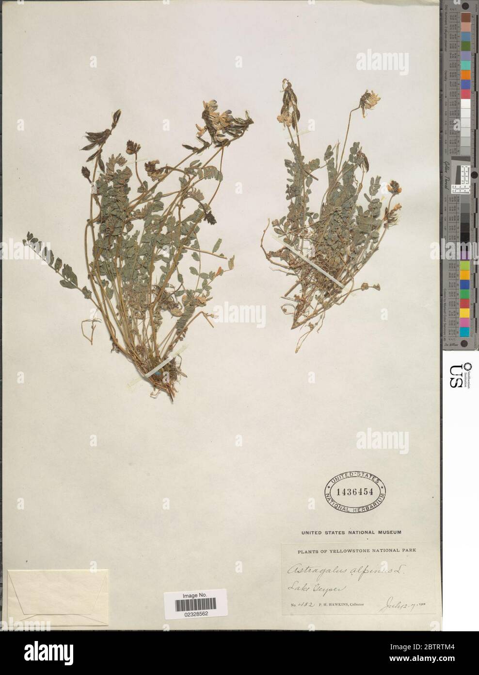 Astragalus alpinus L. Foto Stock