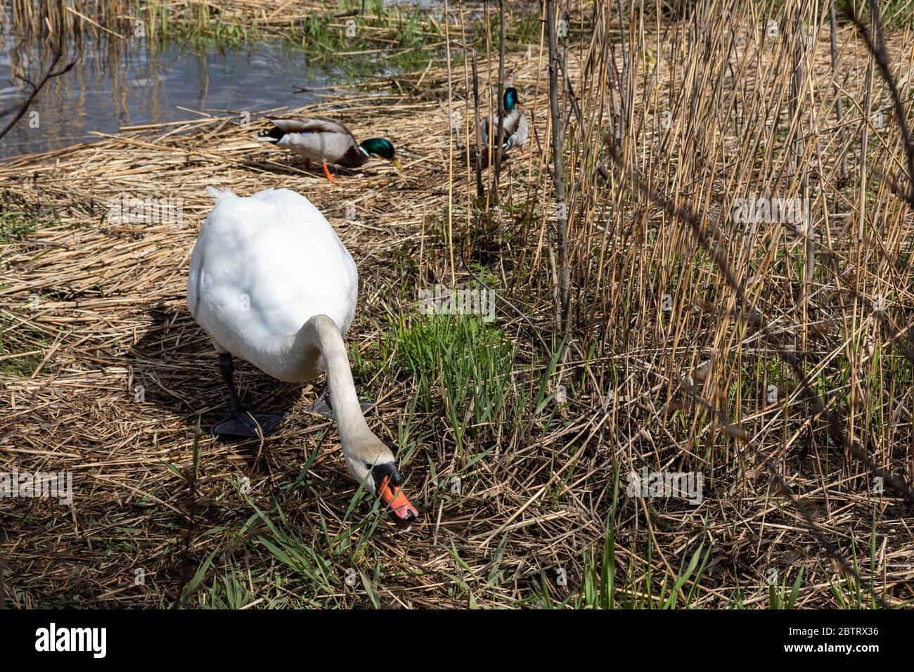 Cigno muto (Cygnus olor) mangiare alla baia di Töölönlahti con due drappi sullo sfondo a Helsinki, Finlandia Foto Stock