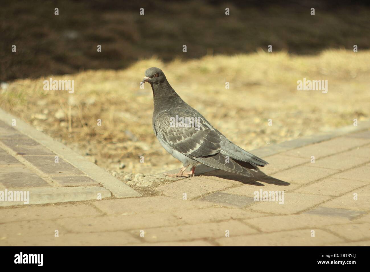 Il piccione blu si trova sul pavimento pavimentato con pietre di pavimentazione contro uno sfondo di erba secca alla luce del sole. Foto Stock