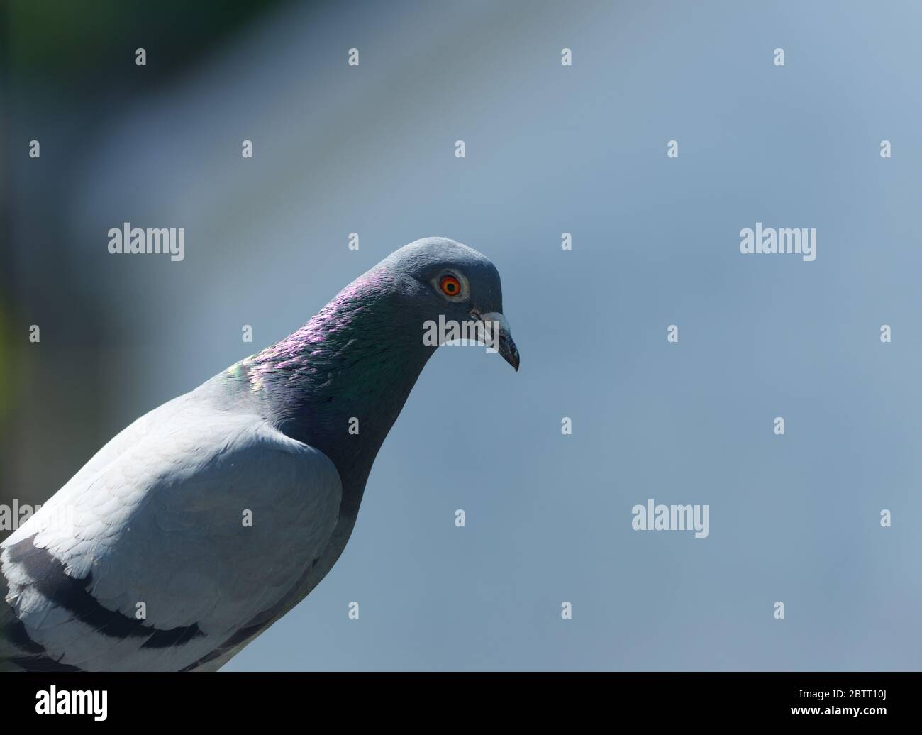 piccione di feral appollaiato da vicino Foto Stock