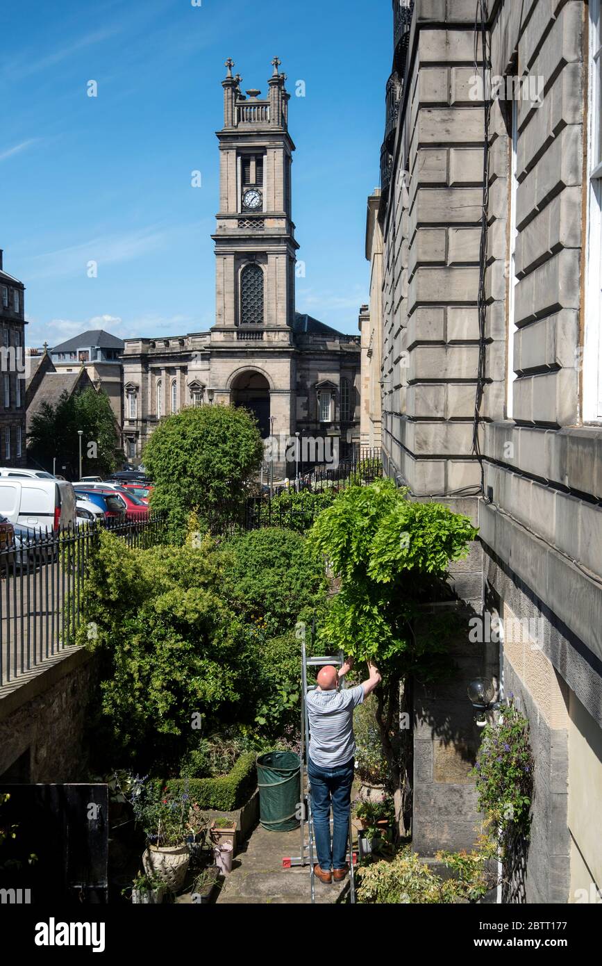 Uomo potando piante nel suo giardino seminterrato con la chiesa di St Stephens sullo sfondo in St Vincent Street, nella Nuova città georgiana di Edimburgo. Foto Stock