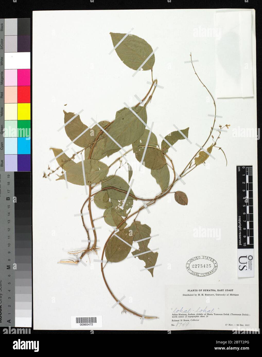 DESMODIUM sp. Foto Stock