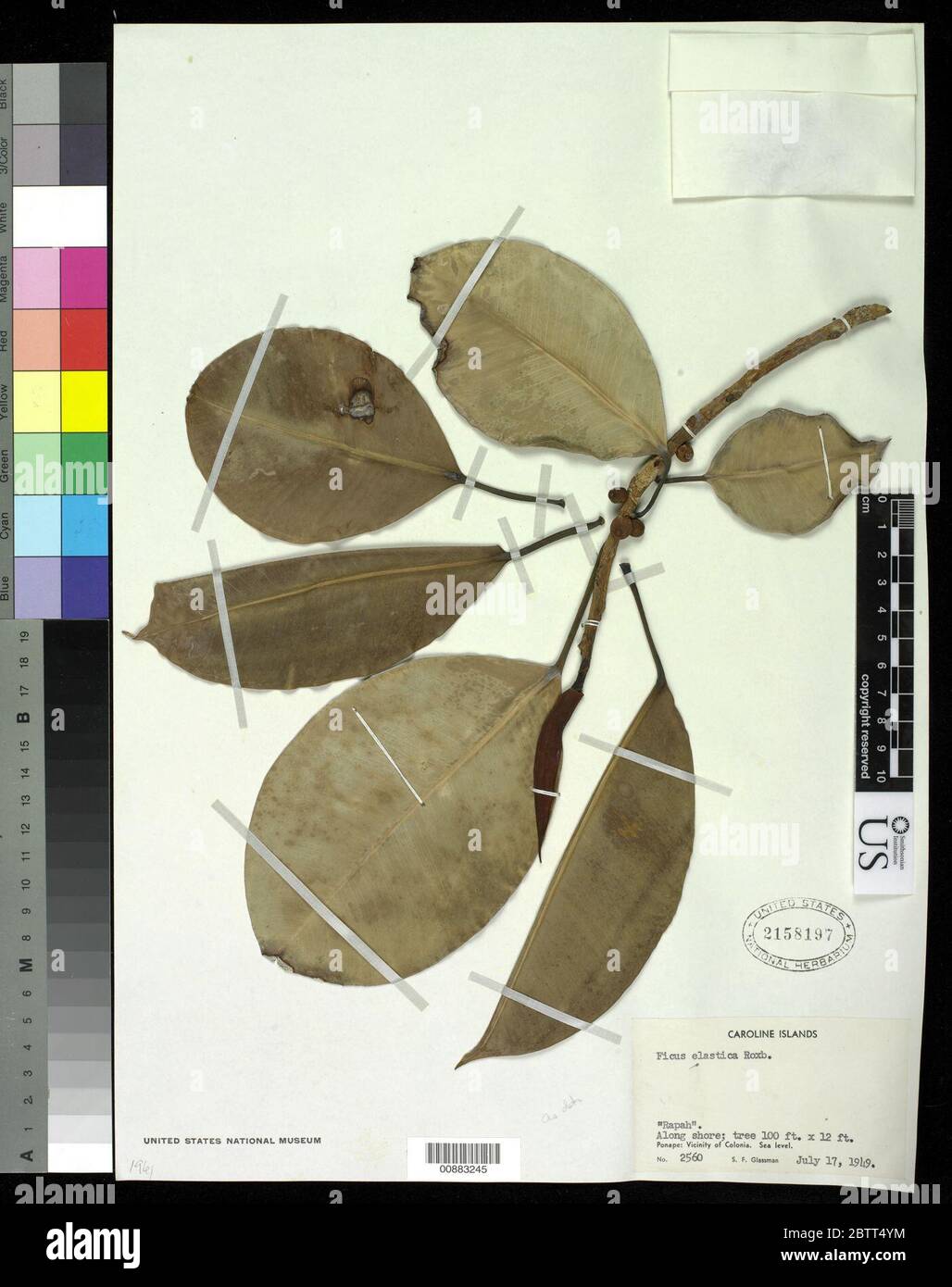 Ficus elastica Roxb. Foto Stock