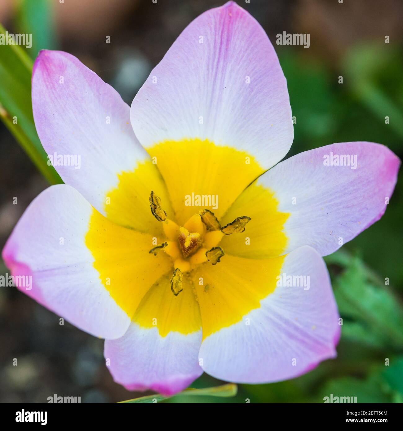 Un macro shot di meraviglia lilla tulipano. Foto Stock