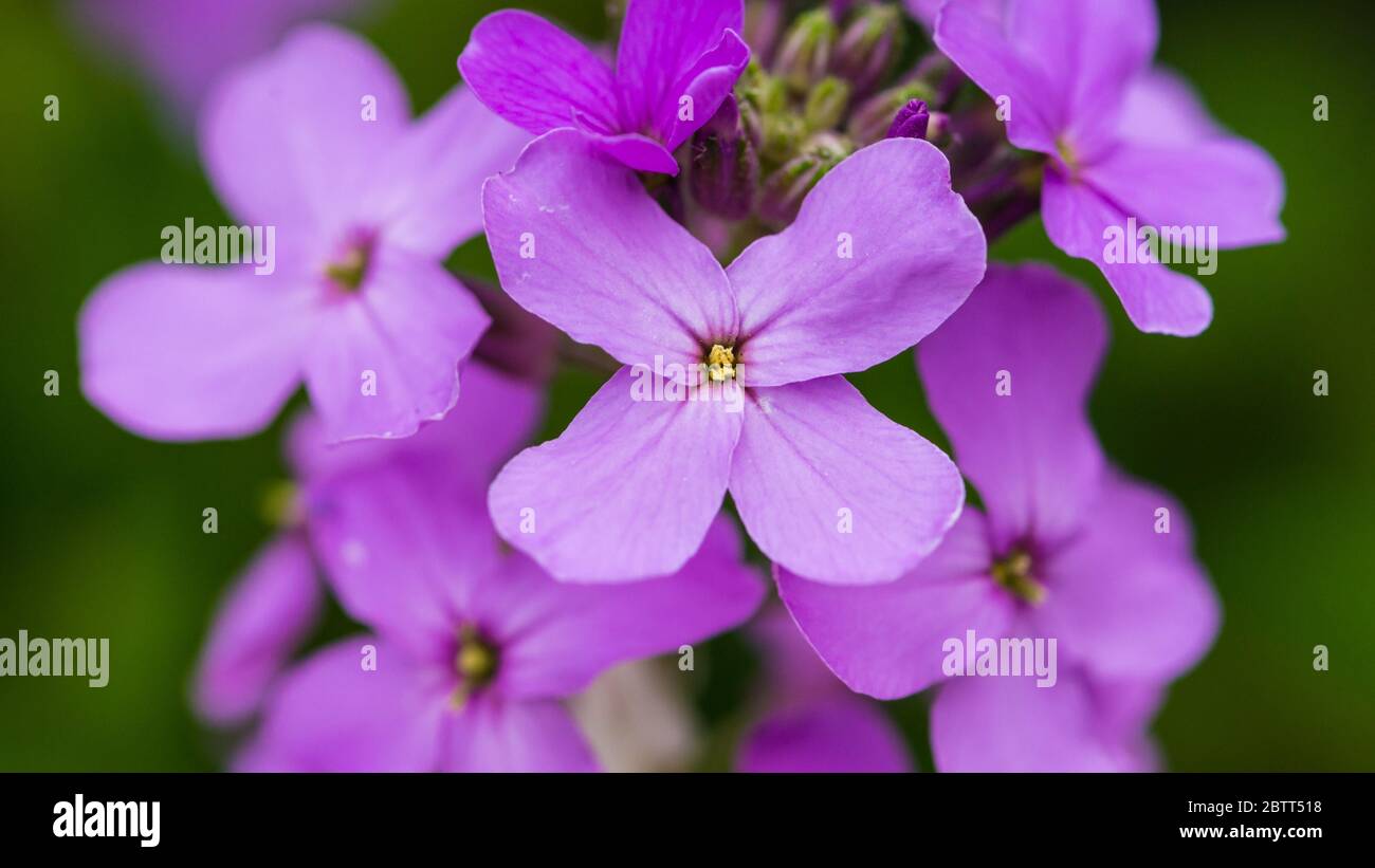 Un macro shot di alcuni fiori di razzo di dame colorati di lilla. Foto Stock