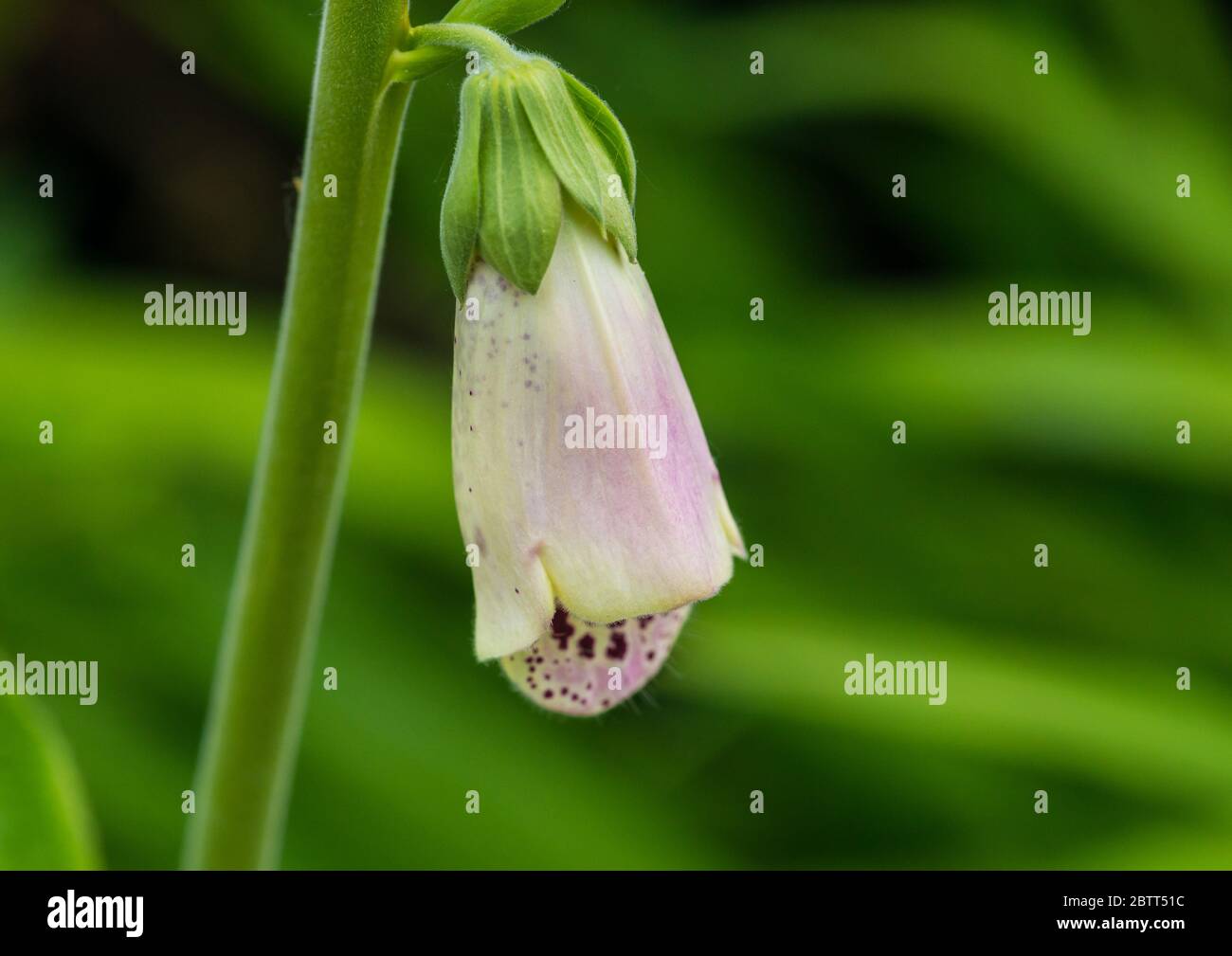 Un macro shot di un singolo fiore di foxglove. Foto Stock